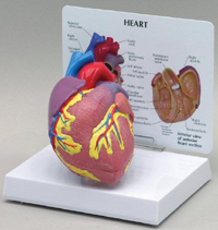 Heart Pharmaceutical and Anatomical Model Gifts